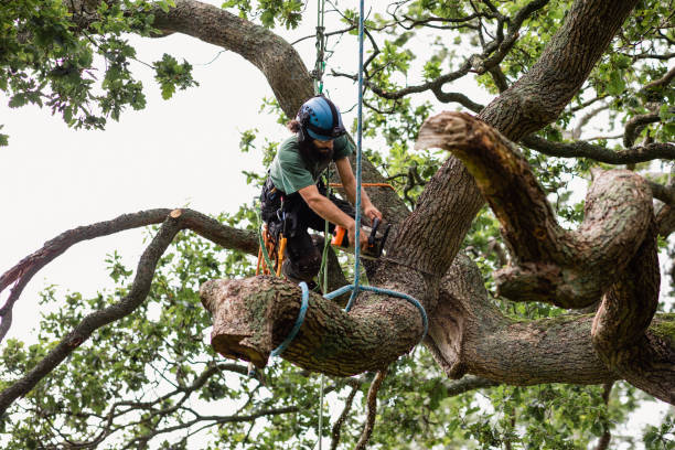 Best Tree Cabling and Bracing  in USA